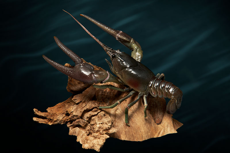 wbk-painted-crayfish-1 wbk-painted-crayfish-1
