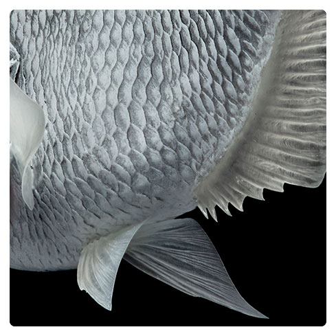  Professional Grade, White Paintable, Life-Size Fish Replica -  Black Crappie 12.5 Inches