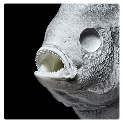 Bluegill Mouth Bluegill Mouth