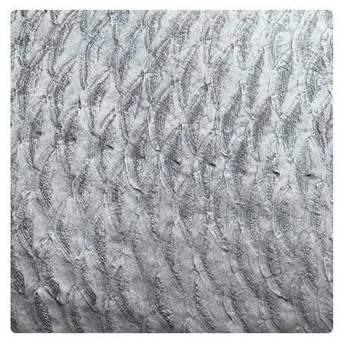 Common Carp Scales Common Carp Scales