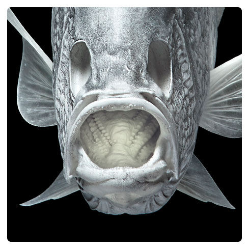  Professional Grade, White Paintable, Life-Size Fish Replica -  Black Crappie 12.5 Inches