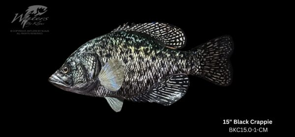 Black Crappie Reproductions - Image 13