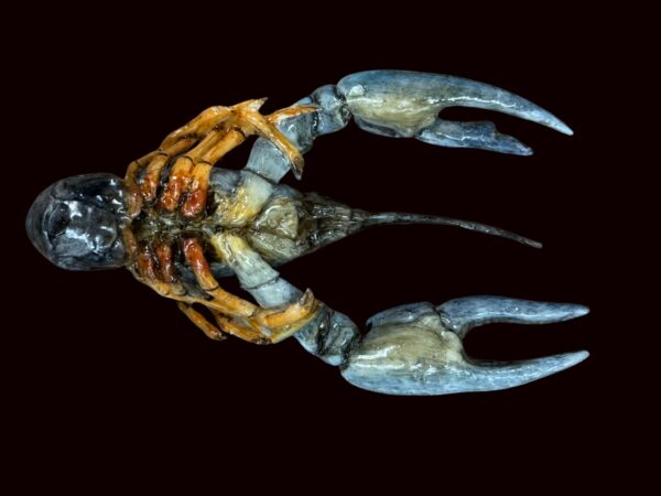 Crayfish Reproductions - Image 11