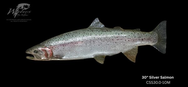Silver (Coho) Salmon Reproductions - Image 6