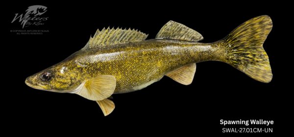 Walleye Reproductions - Image 7