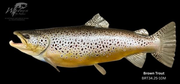 Brown Trout Reproductions - Image 7