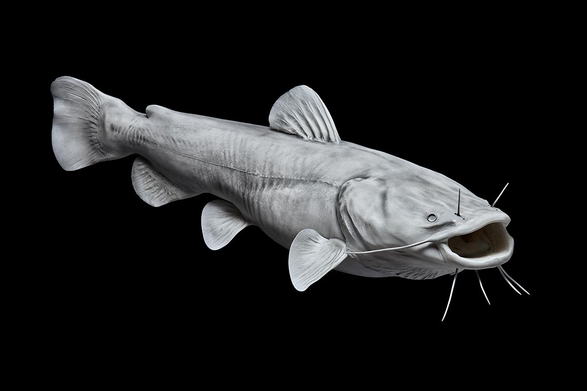 Flathead Catfish Reproductions (Blanks)