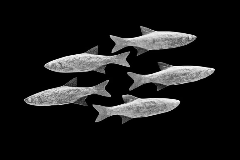 Shiner Minnow Reproductions Waters by Klaus