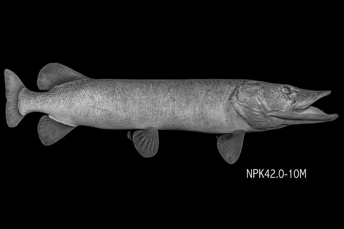 Northern Pike Reproductions (Blanks) | Waters by Klaus