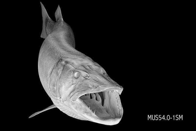 Muskellunge (Musky/Muskie) Reproductions (Blanks)