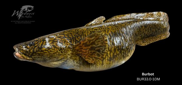 Burbot Reproductions - Image 7
