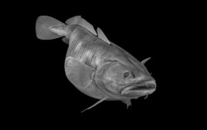Burbot Reproductions