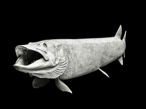 Muskellunge Reproductions