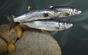 Herring | Waters by Klaus