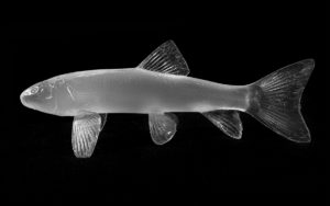 White Sucker Minnow Reproductions