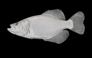 White Crappie Reproductions