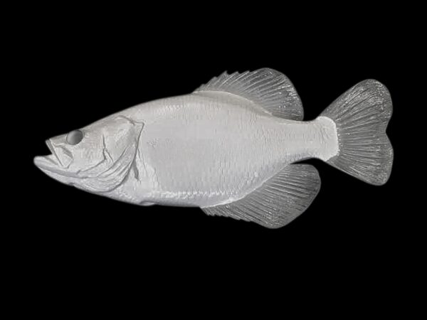 White Crappie Reproductions