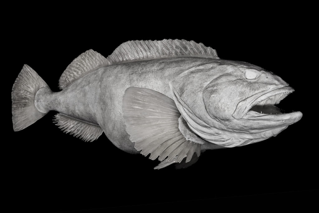 Ling Cod Reproductions (Blanks) | Waters by Klaus