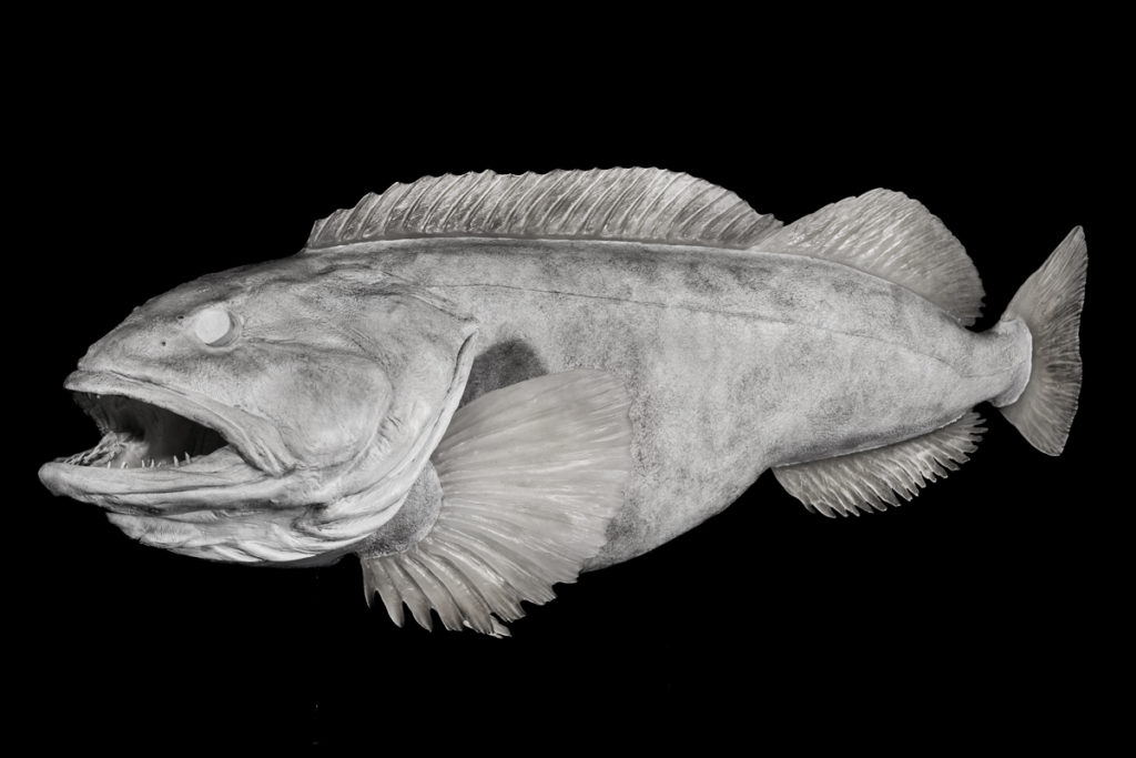 Ling Cod Reproductions (Blanks) | Waters by Klaus