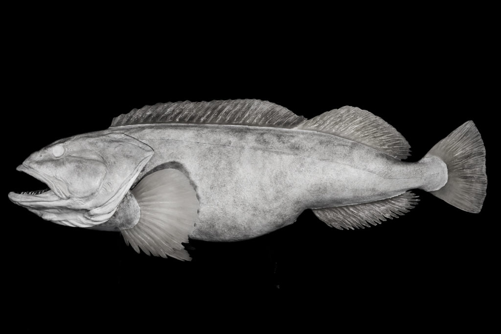 Ling Cod Reproductions (Blanks) | Waters by Klaus