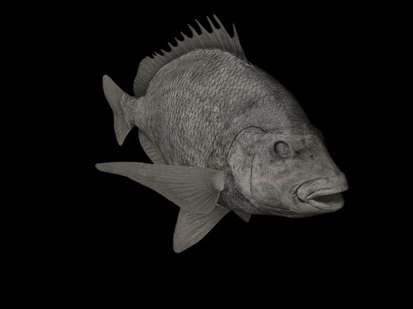 Drum Fish Reproductions - Image 2
