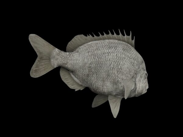 Drum Fish Reproductions - Image 3