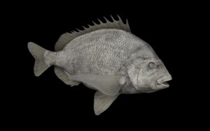 Drum Fish Reproductions