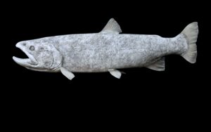 Lahontan Cutthroat Trout
