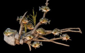 Rock N’ Root Fish Habitat System