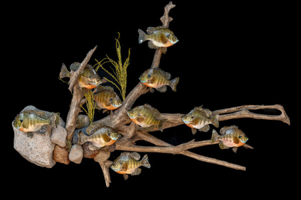 Rock N’ Root Fish Habitat System