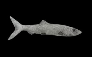 Herring Reproductions