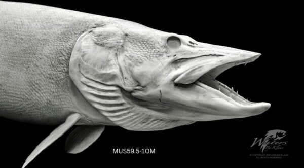 Lahontan Cutthroat Trout - Image 2