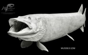 Lahontan Cutthroat Trout