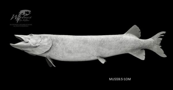 Lahontan Cutthroat Trout - Image 3