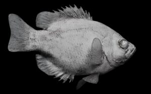 Rock Bass Reproductions