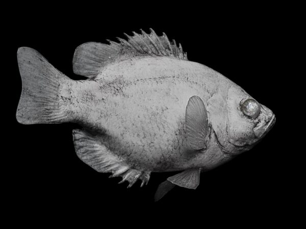Rock Bass Reproductions