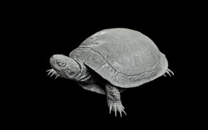 Painted Turtles