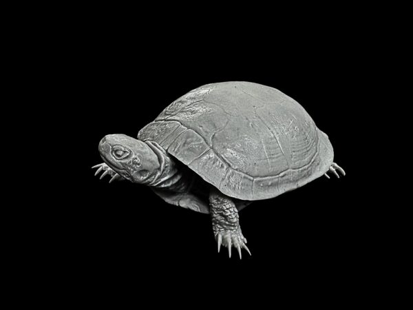 Painted Turtles