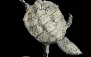 Snapping Turtles