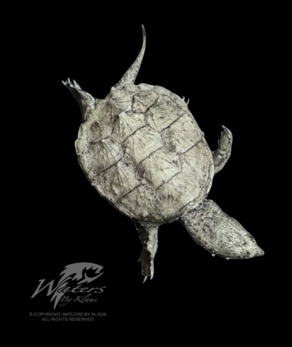 Snapping Turtles