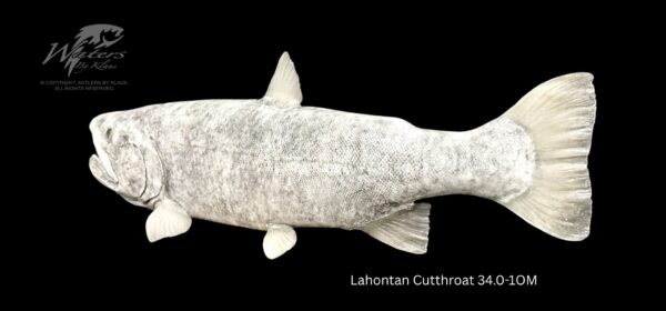 Lahontan Cutthroat Trout - Image 2
