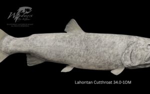 Lahontan Cutthroat Trout