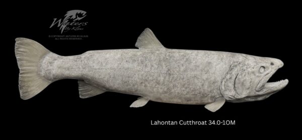 Lahontan Cutthroat Trout