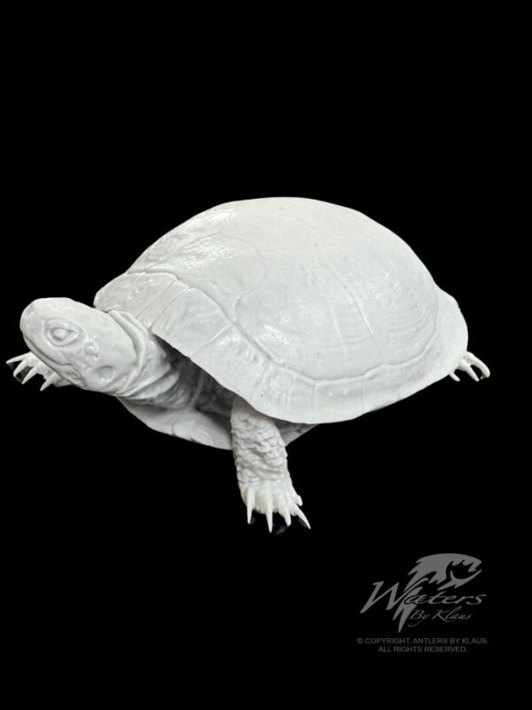 Painted Turtles