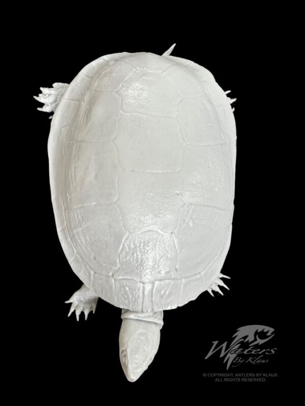 Painted Turtles - Image 2