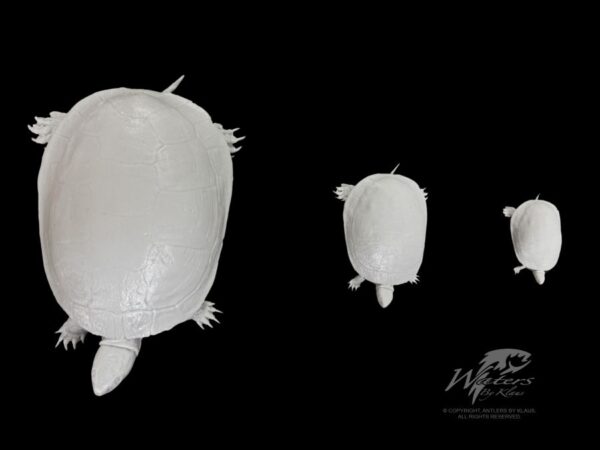 Painted Turtles - Image 3