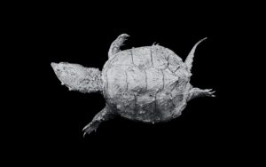 Snapping Turtles