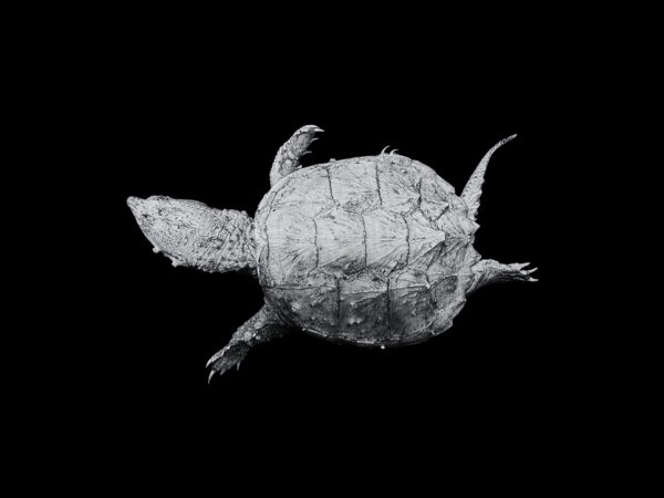 Snapping Turtles