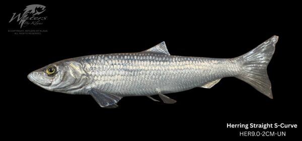 Herring Reproductions - Image 2