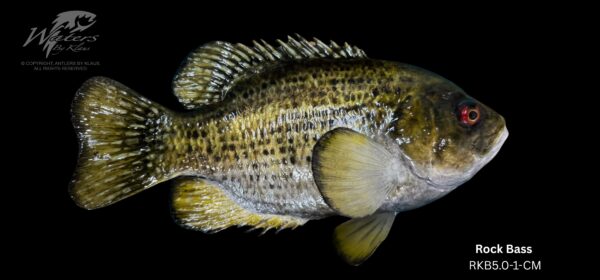 Rock Bass Reproductions - Image 2